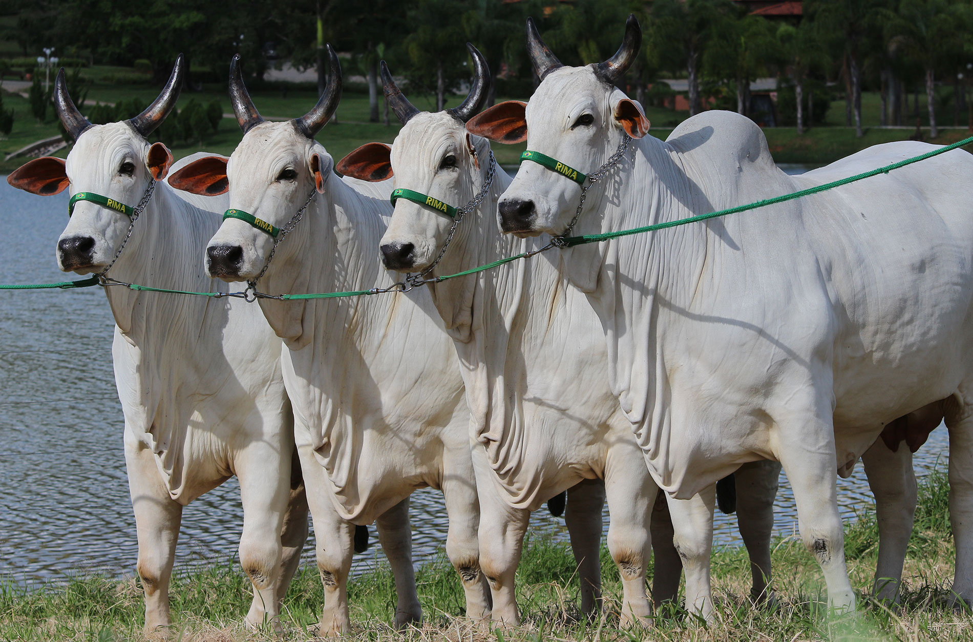 Destaque no cenário nacional com participação exemplar nas exposições e leilões de renome.